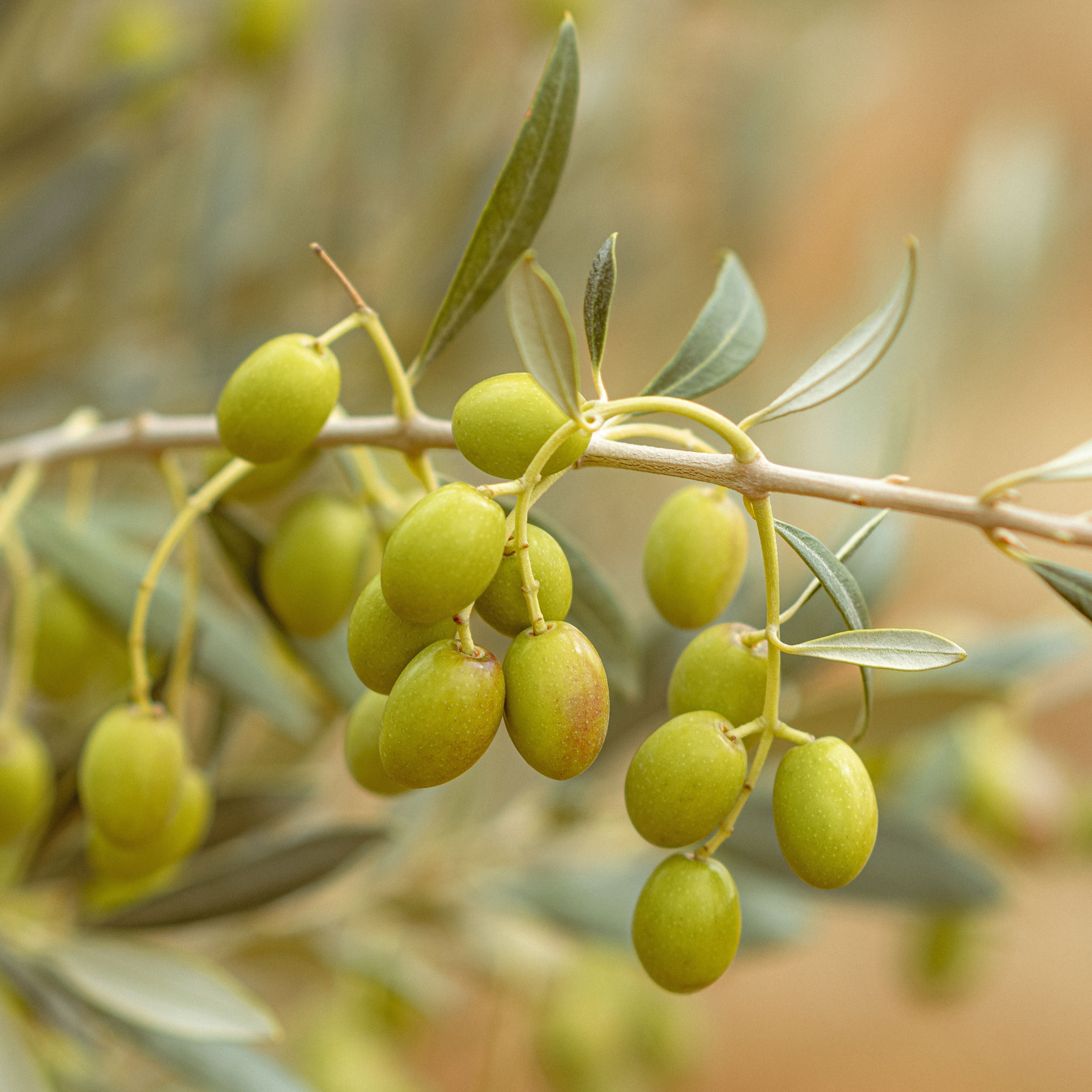 Bitter Neem