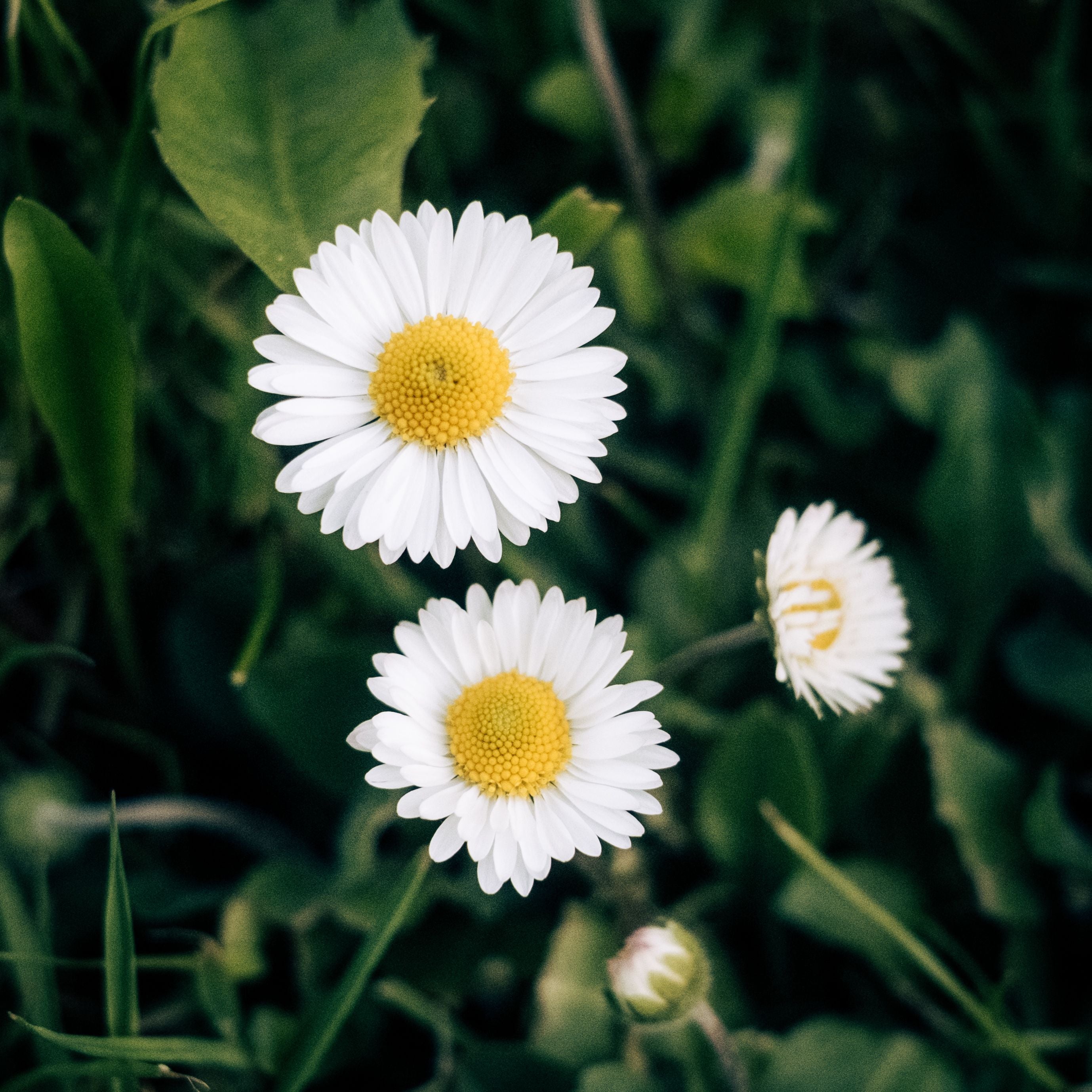 False Daisy
