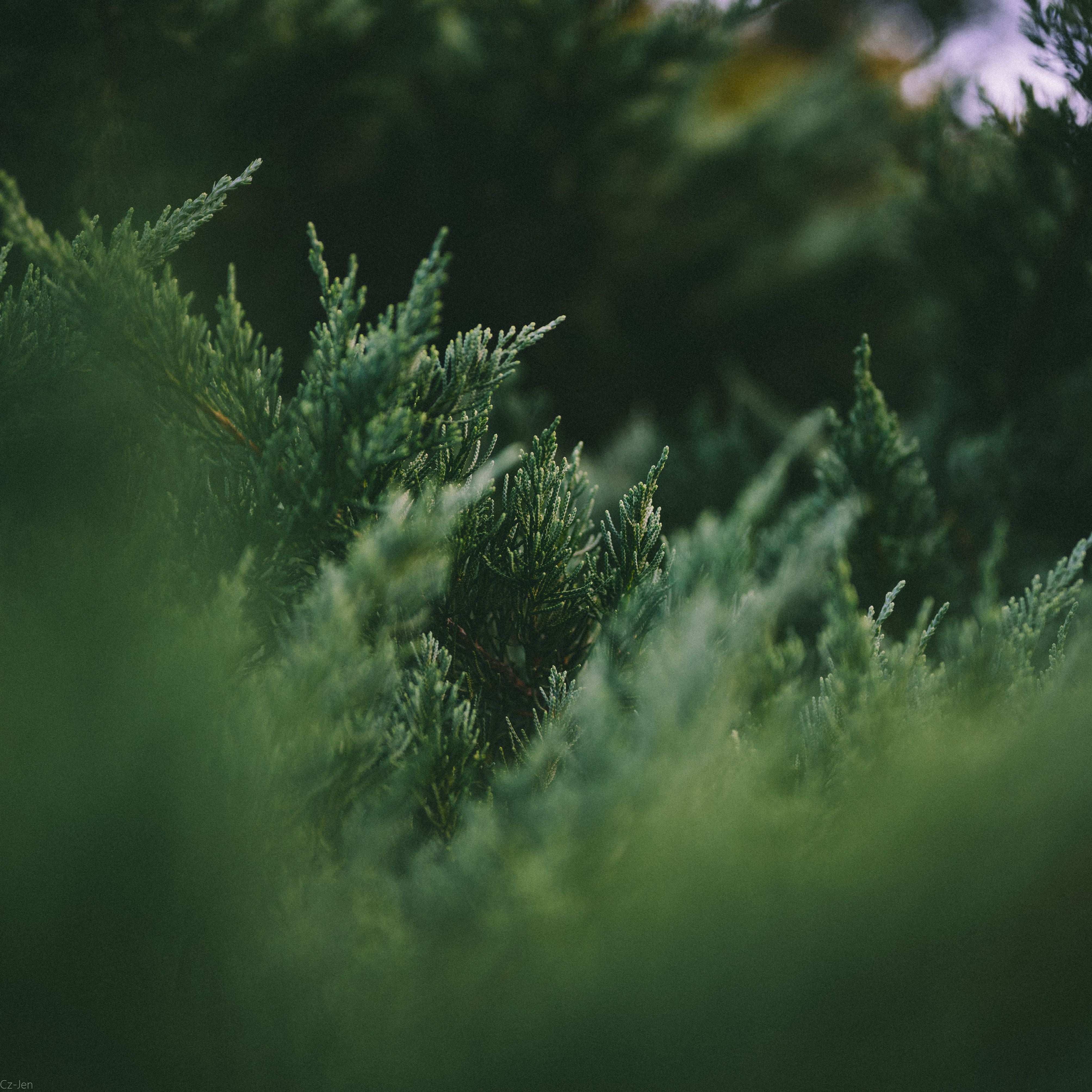 Rosemary